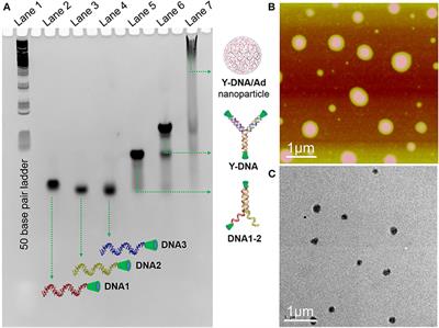 Efficient Capturing of Polycyclic Aromatic Micropollutants From Water Using Physically Crosslinked DNA Nanoparticles